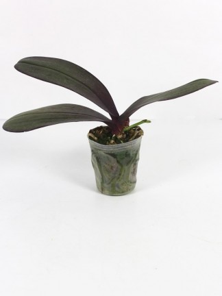 Phalaenopsis Salu's Fragrancy 