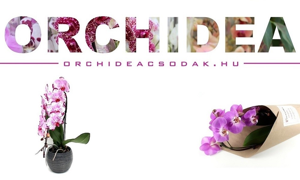 4 + 1 tipp hogyan tartsunk orchideákat a szabadban nyáron