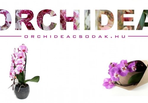 4 + 1 tipp hogyan tartsunk orchideákat a szabadban nyáron