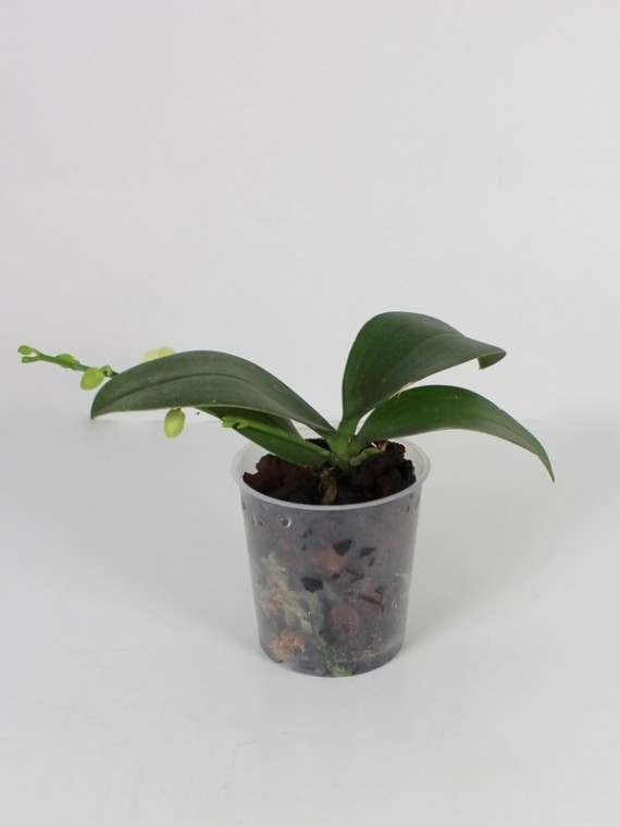 Phalaenopsis Mini Mark 01.