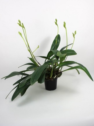 Bulbophyllum carunculatum 01.