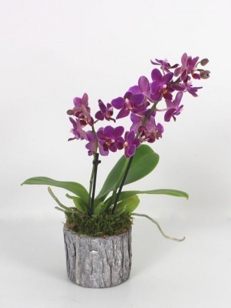 Phalaenopsis 2 száras mini virágú