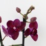 Phalaenopsis 2 száras sötét virágú füles kosárban