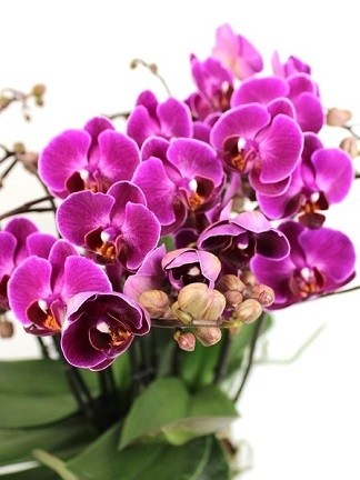 Flowering orchids