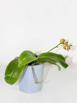 Phalaenopsis   01.