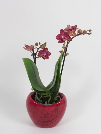 Phalaenopsis 2 száras kaspóban 03.