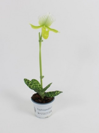 Paphiopedilum Maudiae orchidea - EGY TÖVES