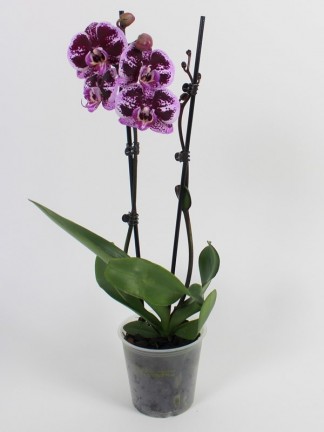 Phalaenopsis 2 száras 03.