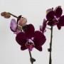 Phalaenopsis 2 száras 04.