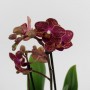Phalaenopsis 2 száras 019.