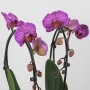 Phalaenopsis Elegant Cascade