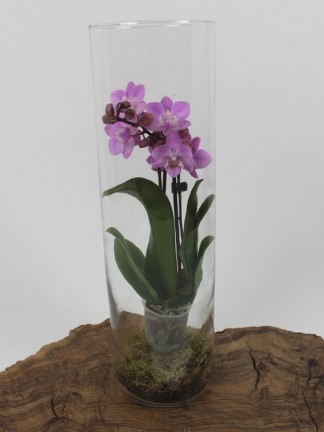 Phalaenopsis  üveghengerben