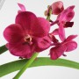 Vanda orchidea 06.