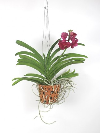 Vanda orchidea 06.