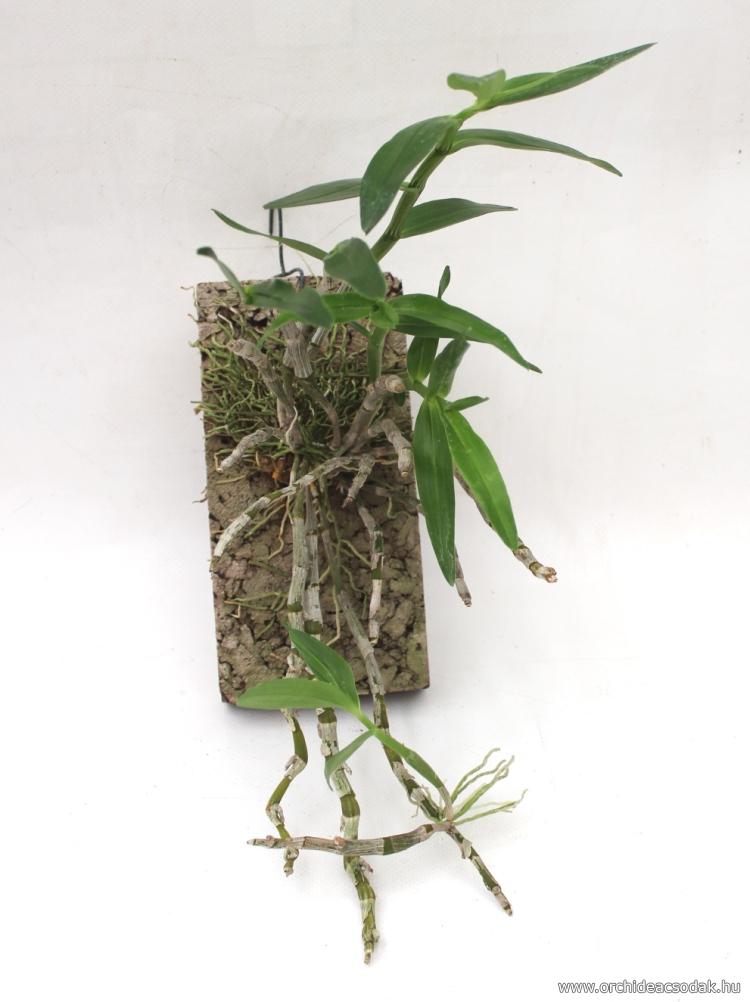 dendrobium nobile szaporítása plant